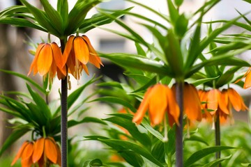 flowers royal crown orange with green