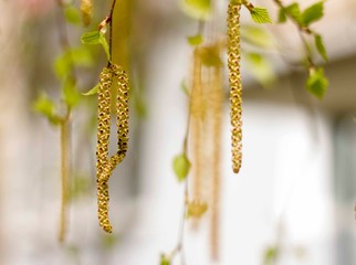 branch of birch tree