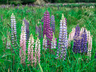 Eglinton Valley Flowers, Te Anau Milford Highway, New Zeland, South Island, NZ