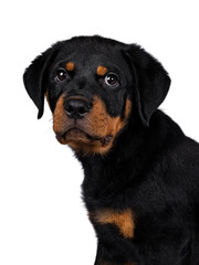 Head shot of cute Rottweiler dog puppy sitting side ways and looking straight at lens with dark sweet eyes. Isolated on white background.