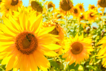 a field of blooming sunflowers against a colorful sky