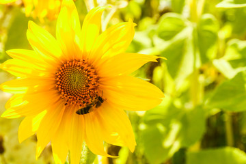 a field of blooming sunflowers against a colorful sky