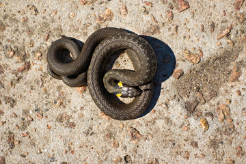 Grass snake basking in the sun (Natrix natrix)