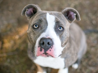 A gray and white Pit Bull Terrier mixed breed dog sitting and looking up at the camera