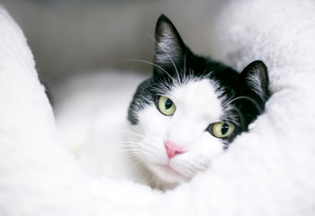 A black and white domestic shorthair cat relaxing on a soft bed
