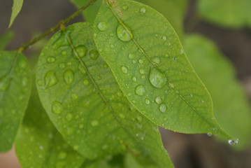 Árvores da Amazônia