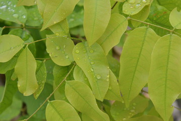 Árvores da Amazônia