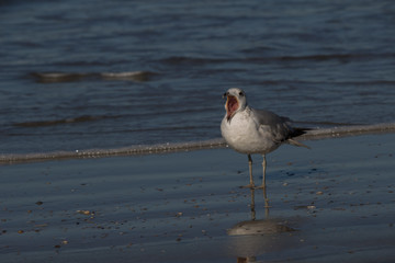 Squawking seagull