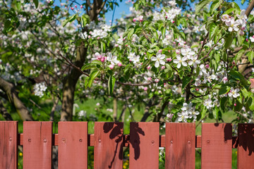 Red wooden fence with a view on an apple garden