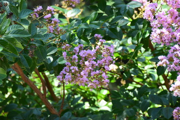 Blooming pink flowers on the green branch