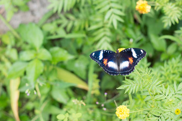 butterflies in a beautiful flower garden