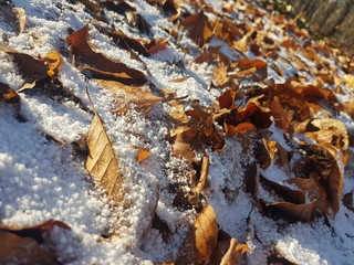 Leaves in winter