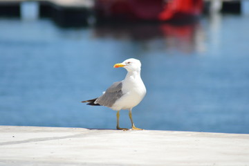 An elegant flight of a bird over the sea in morocco in summer