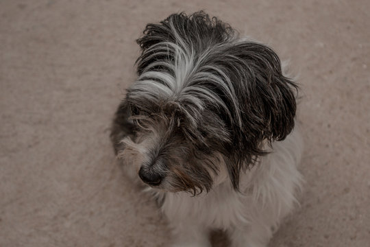 Mirado perro