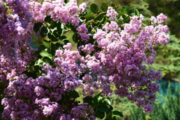 Obraz premium blooming pink flowers with blue pond on background