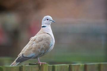 Fototapeta premium Eurasian collared dove Streptopelia decaocto perched closeup