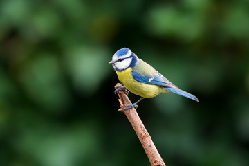 Eurasian blue tit Cyanistes caeruleus perched closeup