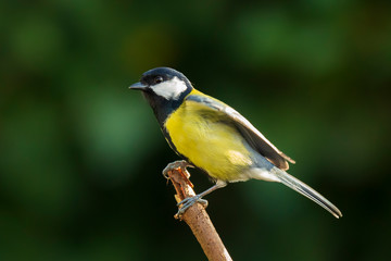Great tit Parus major bird closeup