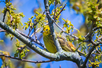 Closeup of a yellowhammer bird (Emberiza citrinella) perching on a branch, singing.