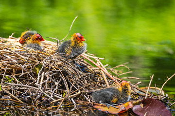 Closeup of a nest with Eurasian coot, Fulica atra, chicks