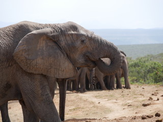 Elefant trinkt