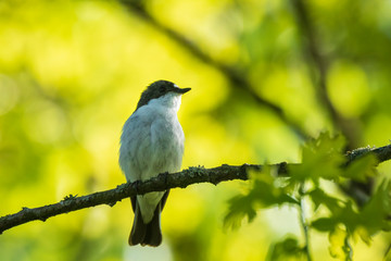 Closeup of a European pied flycatcher bird (Ficedula hypoleuca) perching on a branch, singing.
