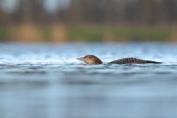 Common or great northern loon Gavia immer hunting and eating crayfish
