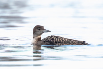 Common or great northern loon Gavia immer hunting and eating crayfish