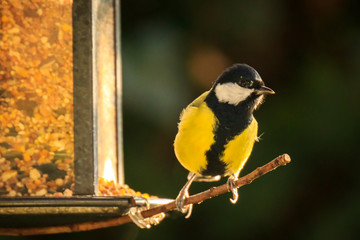Parus major Great tit bird eating of a birdfeeder