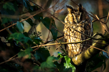 Long eared owl Asio otus bird of prey perched in a tree