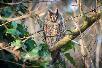Long eared owl Asio otus bird of prey perched in a tree