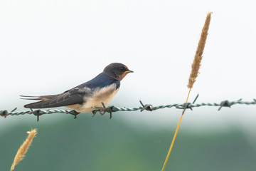 Barn Swallow Hirundo rustica resting closeup