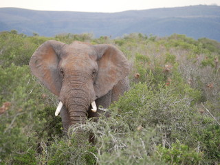 Elefant