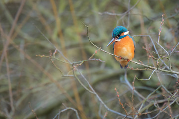 Close up of a Kingfisher Alcedo atthis