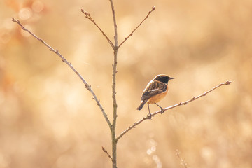 Male Stonechat bird, Saxicola rubicola, perching