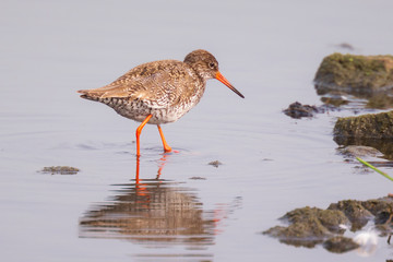 common redshank tringa totanus bird foraging in wetland