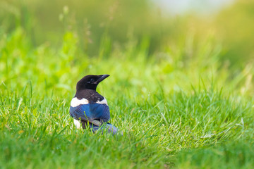 Common Eurasian Magpie bird, Pica Pica, foraging on a green meadow