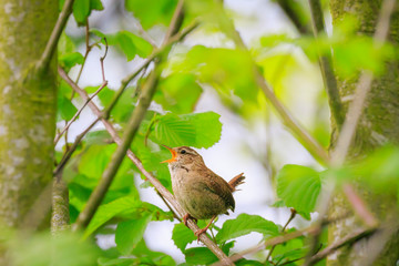 Eurasian Wren Troglodytes troglodytes bird singing Springtime
