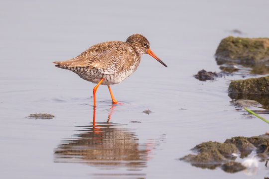 common redshank tringa totanus bird foraging in wetland