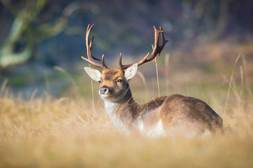 Fallow deer stag Dama Dama resting in a meadow