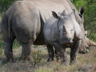 Obraz premium Nashorn