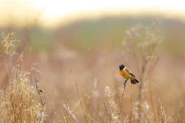 Male Stonechat bird, Saxicola rubicola, perching