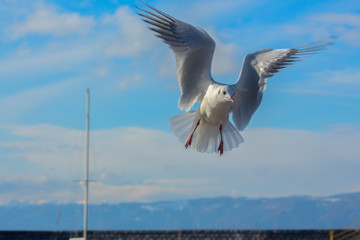 Black-headed Gull (Chroicocephalus ridibundus) over Lake Ohrid against the cloudy sky, Macedonia
