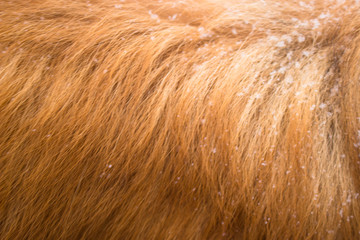 natural red fur and some snowflakes on it. Natural gold background