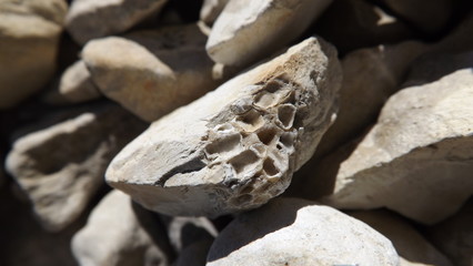 fossil stone