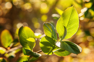 Closeup nature view of green leaf glow in sun on blurred greenery spring or summer background in garden or park with copy space. Natural green plants landscape ecology fresh wallpaper concept