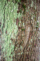 The texture of wood and bark. Natural background