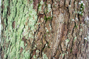 The texture of wood and bark. Natural background