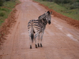 Zebra blickt zur&uuml;ck
