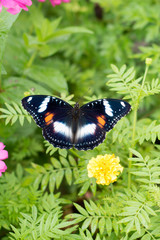 butterflies in a beautiful flower garden